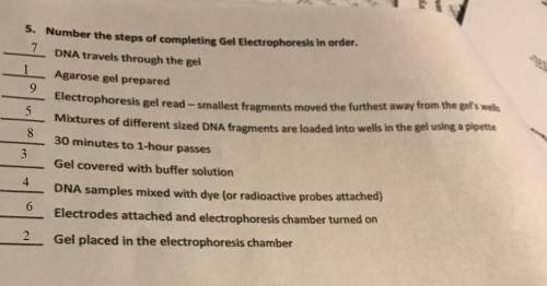 Number the steps of completing gel electrophoresis in order