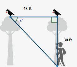 Two birds sit at the top of two different trees. the distance between the first bird and a birdwatch