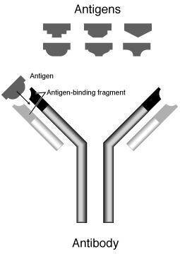 An epitope associates with which part of an antigen receptor or antibody?  a. the tail b. the heavy-