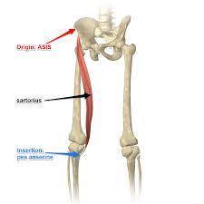 Which of the following muscles is involved in crossing one leg over the other while in a sitting pos