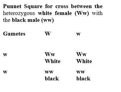 Complete the punnett square for the following cross-pollination and give the genotypic and phenotypi