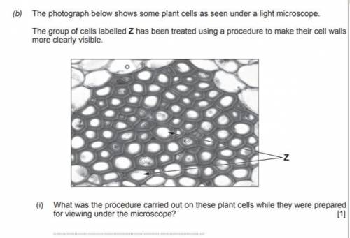 The photograph below shows some plant cells as seen under a light microscope.the group of cells labe