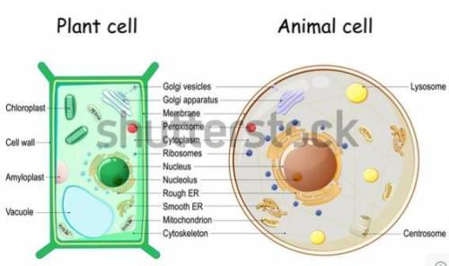 What is different about the outermost boundary in a plant cell compared to a anima cell?