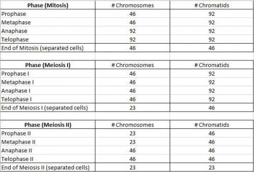 An organism is described as 2n = 48.a) how many chromatids per chromosome are in one meiotic cell du