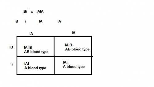 Identify the phenotypes for the offspring of a parent with the genotype ibi and a parent with the ge