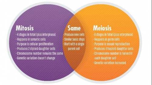 What occurs in both mitosis and meiosis
