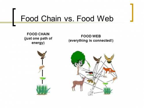 Which of the following situations accurately describes a difference between a food chain and a food