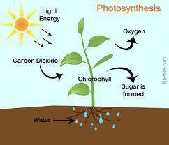 List the inputs and outputs of photosynthesis. what part(s) of the plant are responsible for taking