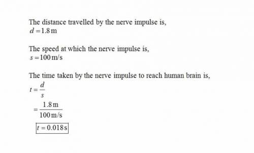 The speed of a nerve impulse in the human body is about 100 m/s. if you accidentally stub your toe i