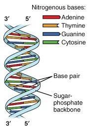 50 !  draw an mrna strand thats complementary to the dna strand aattgc. circle a nucleotide. you can