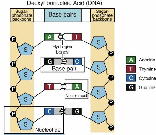 50 !  draw an mrna strand thats complementary to the dna strand aattgc. circle a nucleotide. you can