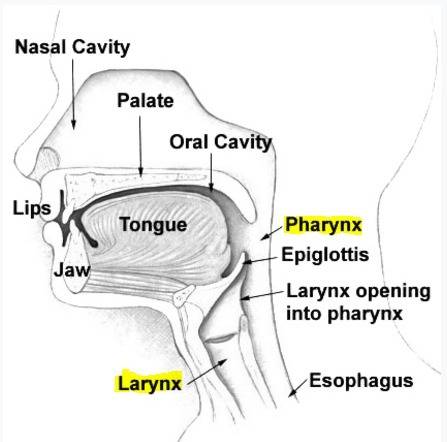 One difference between the pharynx and the larynx is that a. the pharynx contains the vocal cords, t