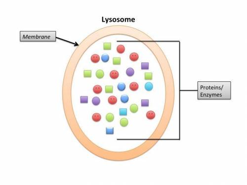 What are lysosomes?  what types of molecules would be found inside lysosomes?