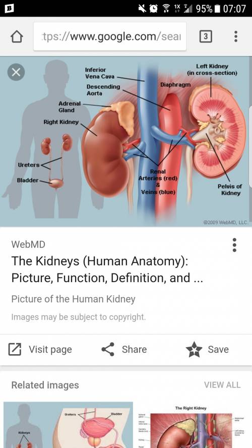Where are the kidneys located in a human body