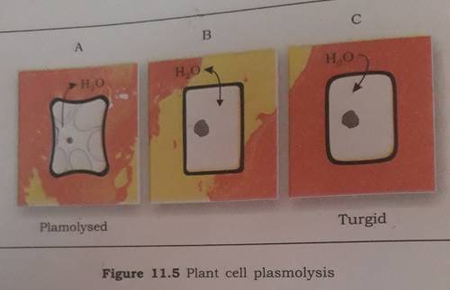 Draw a labelled diagram of the condition of one of the vegetable cells after being immersed in the c