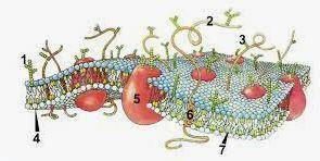Which of the following is not found in a cell membrane?  phospholipids, cholesterol, glucose or cell