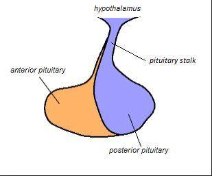 If the connection between the hypothalamus and pituitary were severed, damaging the neurons, the sec