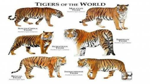 How many species of tiger are there in world