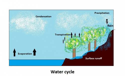 Draw a diagram of the water cycle. be sure to label the following steps:  precipitation, condensatio