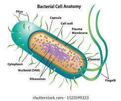 Which is a characteristic of bacteria but not viruses?  a. unaffected by antibiotics b.infect health