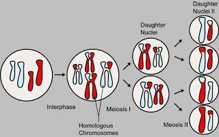 Which of the following do meiosis and mitosis have in common? ?  a) they are considered to be reduct