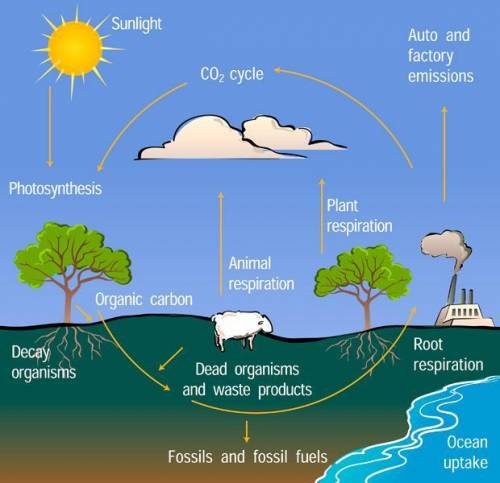 How is energy transferred between stages of the carbon cycle