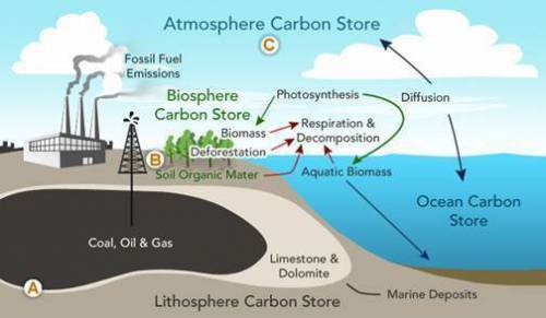 What is the next phase of the carbon cycle for the carbon source labeled b?