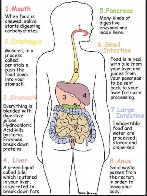 How does my digestive system work from mouth to my butt?