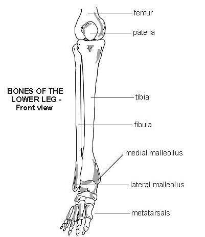 Which of the following bones form part of the leg?  select all that apply. clavicle ulna femur fibul