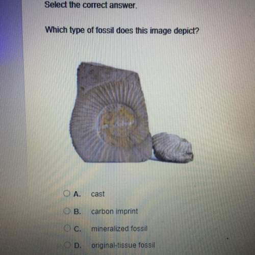 Which type of fossil does this image depict?