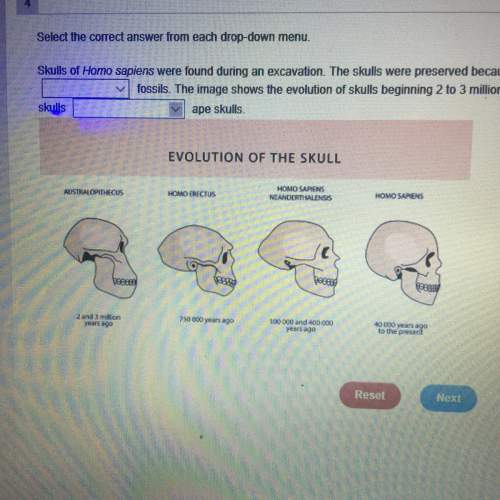 Skills of homo sapiens were found an excavation. the skulls were preserved because the bodies were f