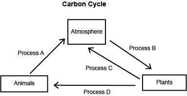 Brainiest and max points the diagram below shows four processes, a, b, c, and d, by which carbon cir