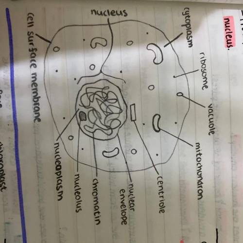 Consider this animal cell. The organelles in an animal cell are labeled. Part H is the outside layer