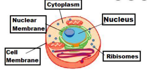Cell Theory states: I. All living cells must have a cell wall. II. All living cells require glucose