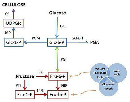 In the background, you were given the reactions for the fermentation of glucose to ethanol in the pr