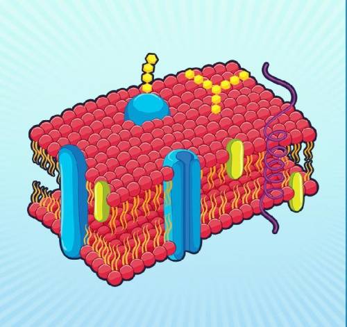 Refer to Animation: Fluid Mosaic Model. Although the phospholipid molecules can be in constant later