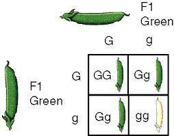 In pea plants, the trait for green seed pods (G) is dominant over the trait for yellow seed pods (g)