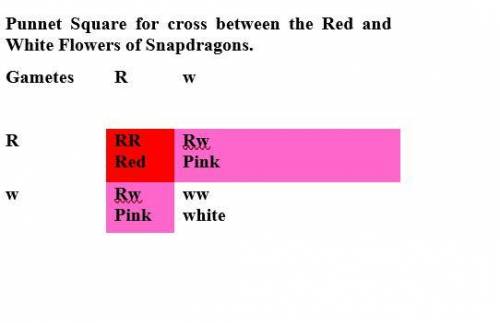 This Punnett square shows flower color inheritance in snapdragons. What is the expected ratio of red