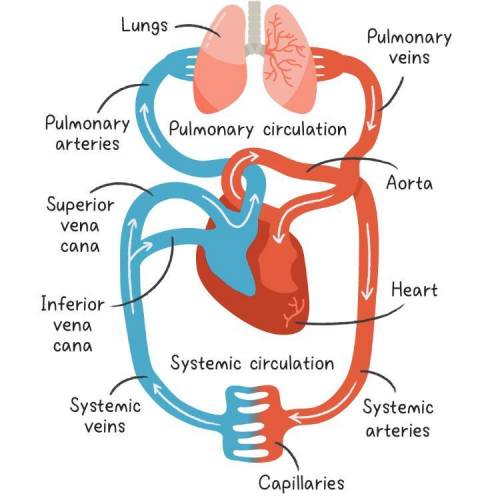 What does the circulatory system consists of?