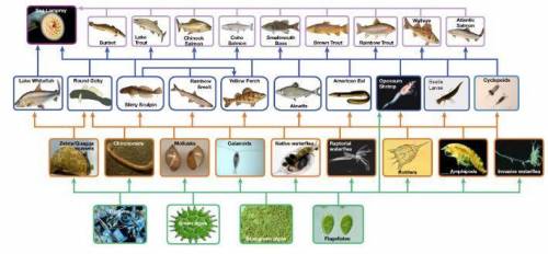 Why do food webs consist of many predator-prey relationships?