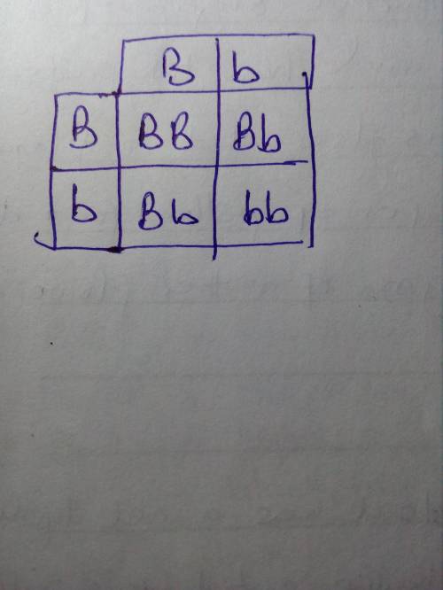 According to the Punnett square: B represents the dominant gene for blue feathers and b represents t