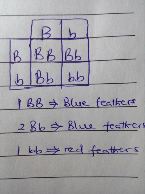 B is a gene for blue feathers,and b is a gene for red feathers. Two heterozygous birds have an offsp