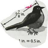 Find the length of the model. Then find the scale factor. The length of the actual bird is shown.  A