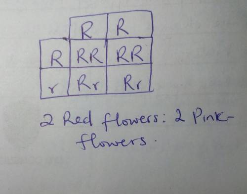 In 4 o’clock flowers, red is dominant to white, but the heterozygote is pink. what is the phenotype