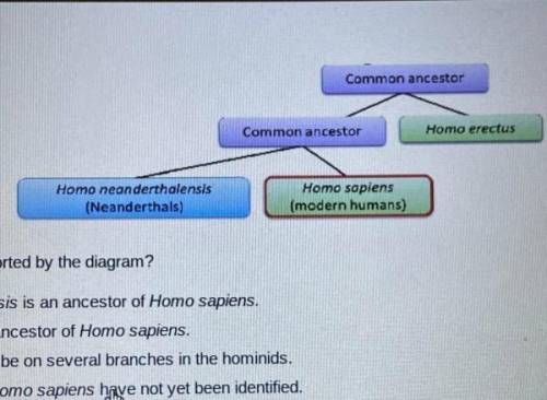 Which statement is supported by the diagram? Homo neanderthalensis is an ancestor of Homo sapiens. H
