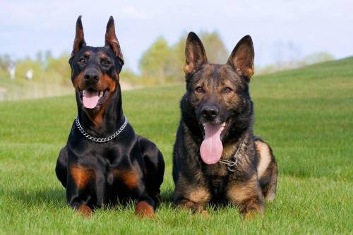 Give me a real good answer state the factswho would win a doberman pinscher v.s. german shepard ?