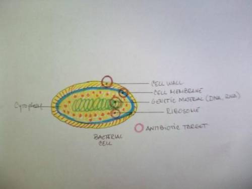 1. Draw an outline of a bacterial cell, including the cellular contents, and label all the areas, Ci