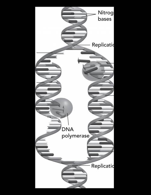 The diagram represents a model of DNA replication. The diagram shows a strand of DNA being replicate