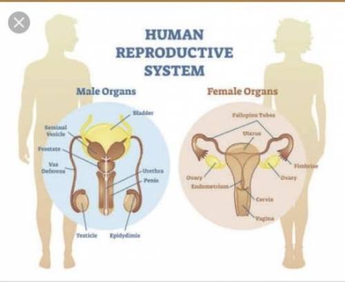 Drw a male REPRODUCTIVE SYSTEM AND LABEL