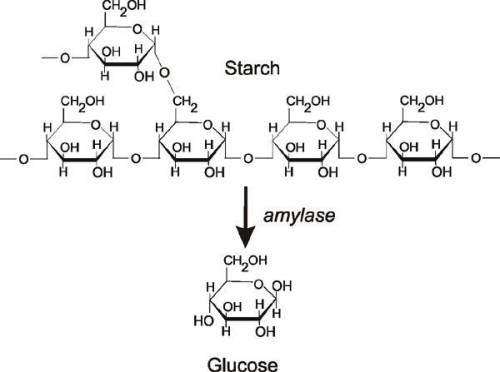 In our bodies, enzymes in our saliva and pancreas hydrolyse polysaccarides like starch and dissachar
